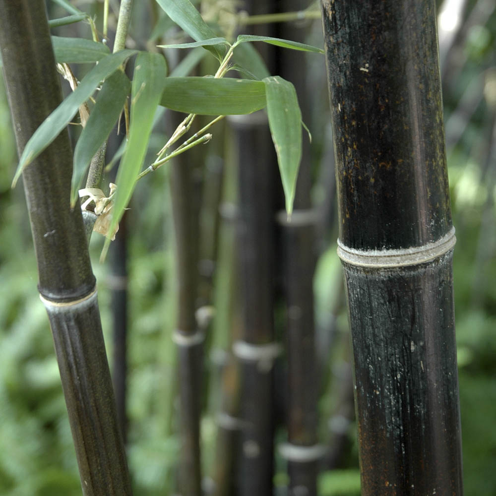 wilko Black Bamboo Plant Pot 3L Image 2