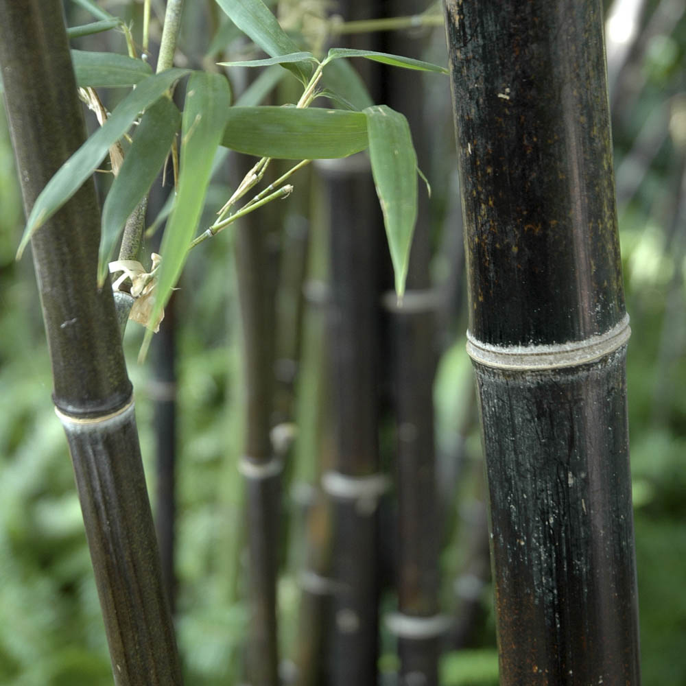 YouGarden Black Bamboo Plant Pot 3L Image 2
