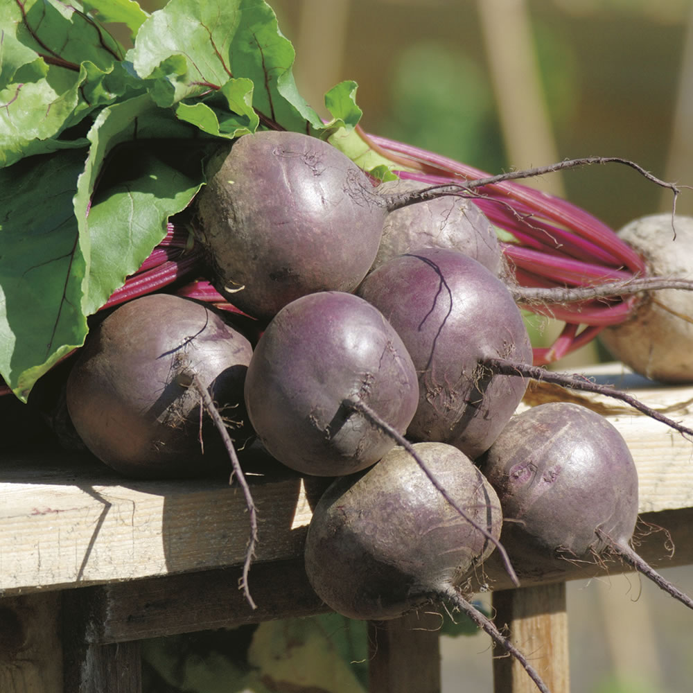 Johnsons Beetroot Red Titan F1 Seeds Image 1