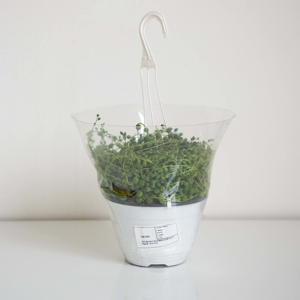 Thompson and Morgan Senecio String of Teardrops Plant in Pot 11cm 3 Pack Image 5