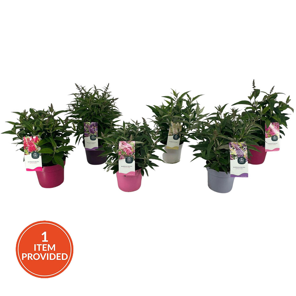 Buddleja Davidii Little Butterfly Candy Plant Image 1