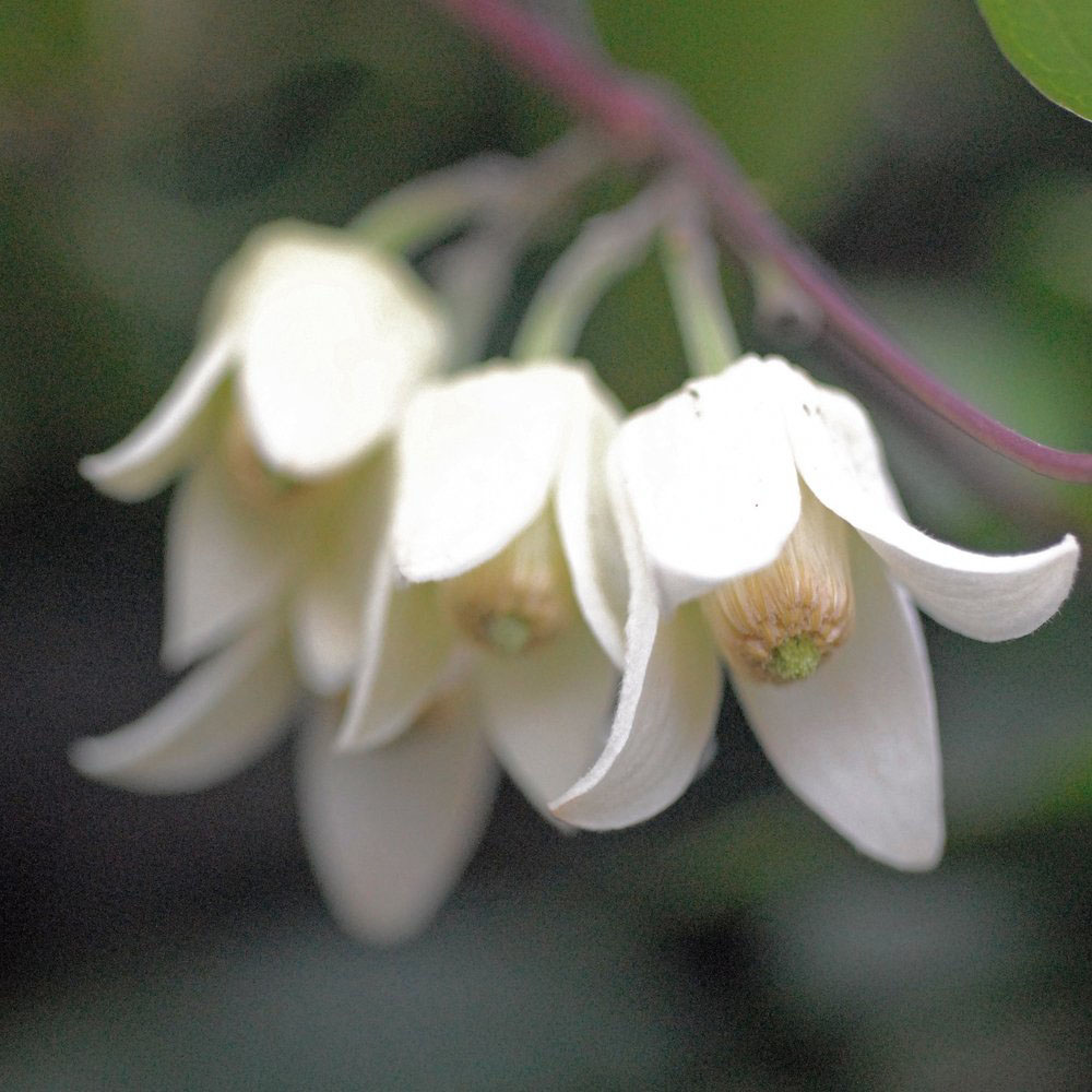 Thompson and Morgan Clematis Urophylla Winter Beauty Plant Pot 7cm 2 Pack Image 4