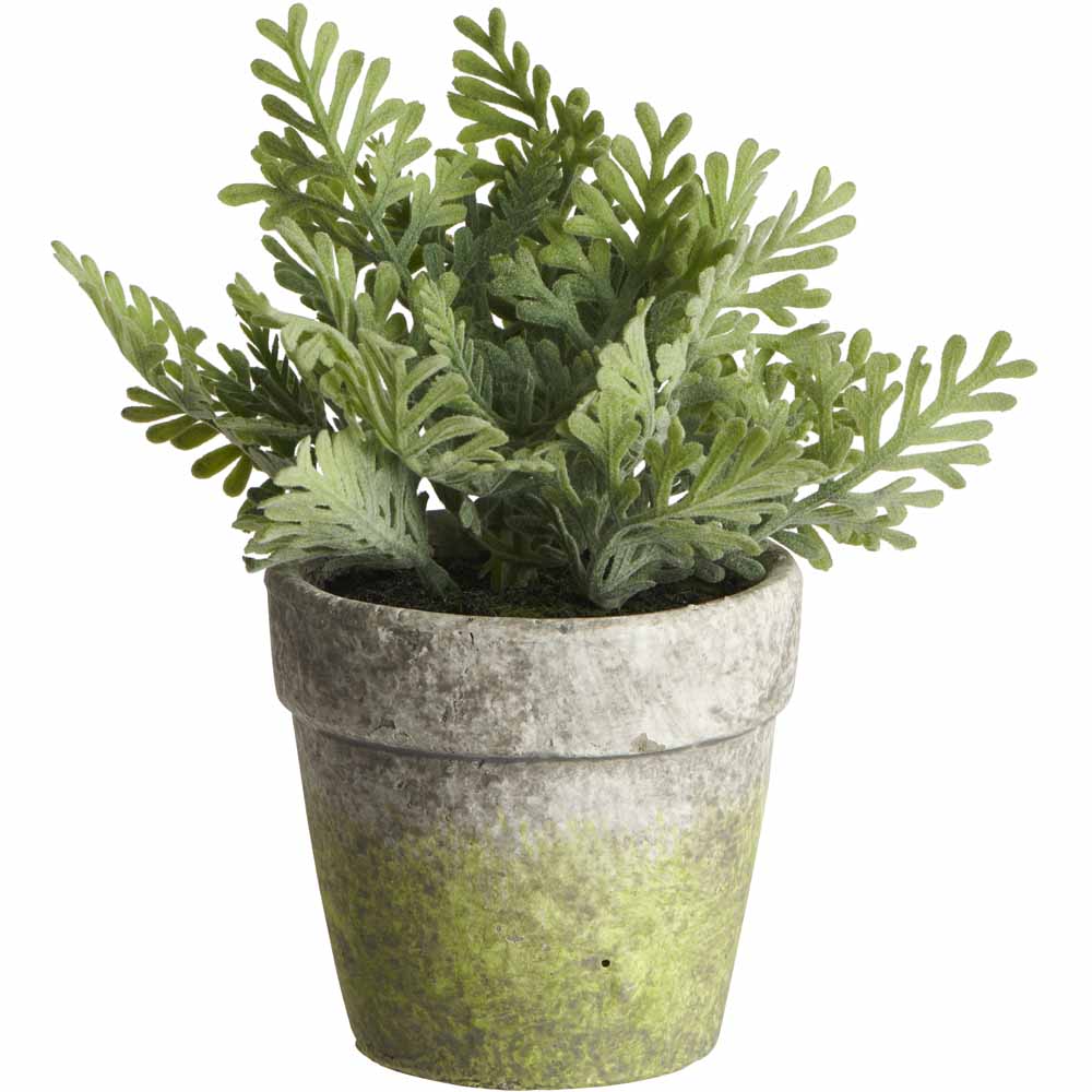 Wilko Herb in Pot Image 3