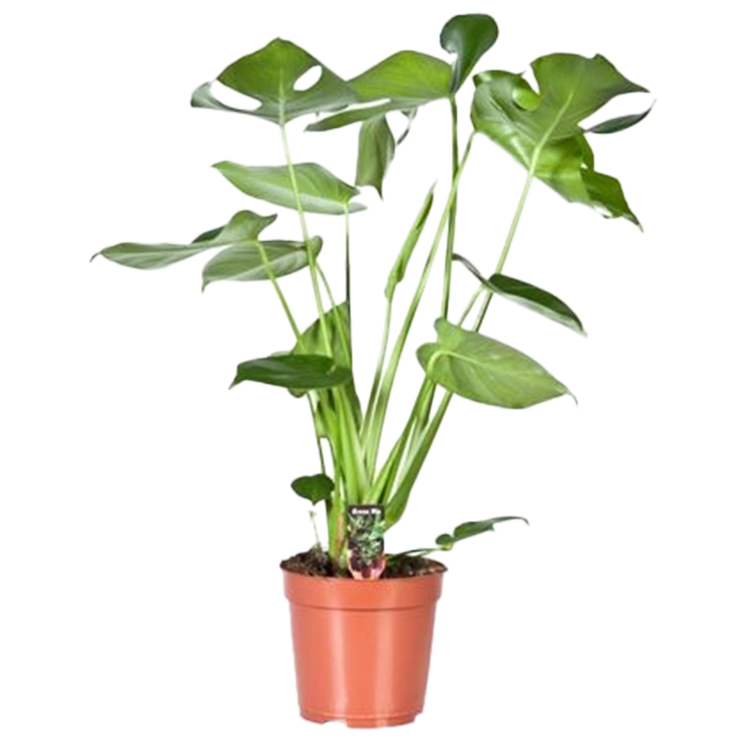Monstera Deliciosa 17cm - Green Image