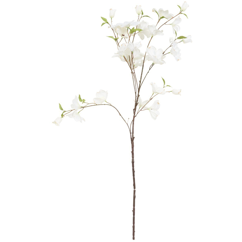 Delicate Dogwood Branch White Image 1