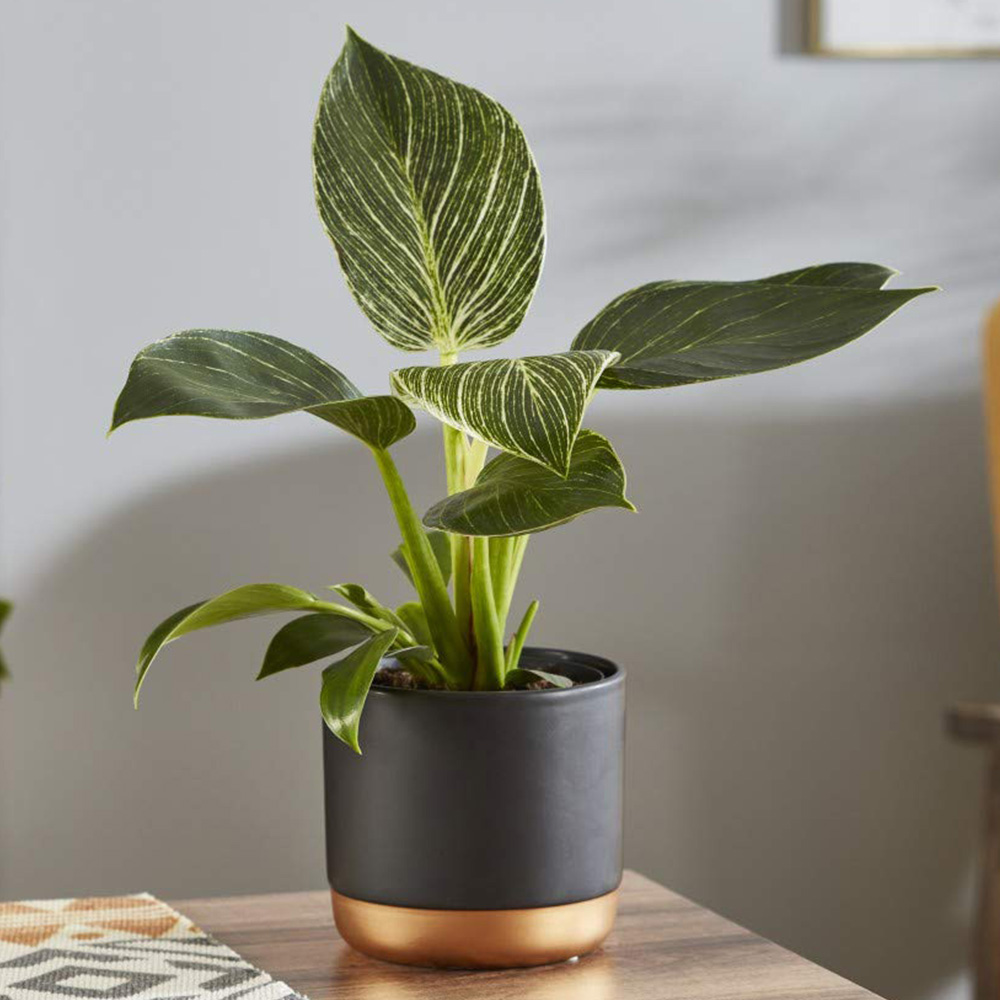 Thompson & Morgan Philodendron White Measure Potted Plant 11cm Image 1