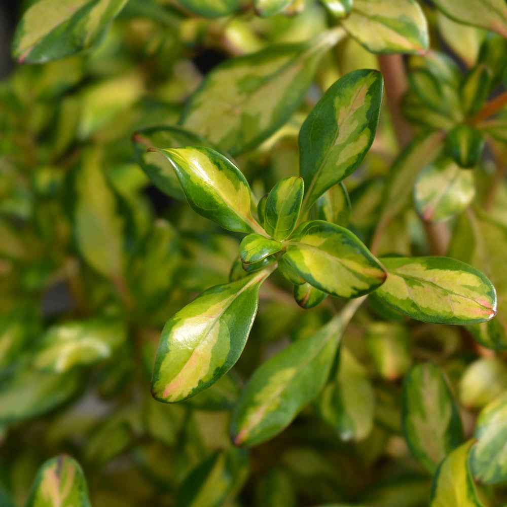 YouGarden Mirror Bush Coprosma Lemon and Lime Plant Pot 9cm 3 Pack Image 2