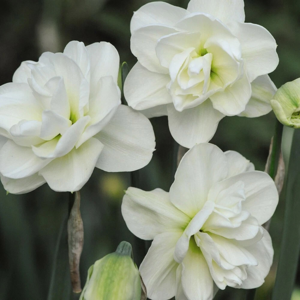 Thompson and Morgan Daffodil Rose of May Improved Spring Planting Bulb 8 Pack Image 3