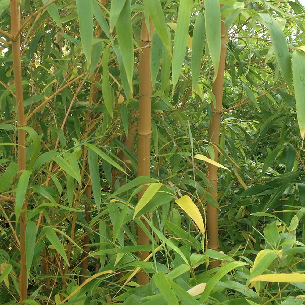wilko Yellow Bamboo Plant 3L Pot Image 4