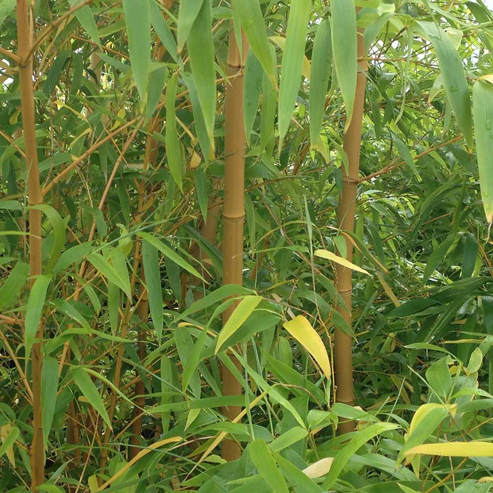 YouGarden Yellow Bamboo Plant 3L Pot Image 4