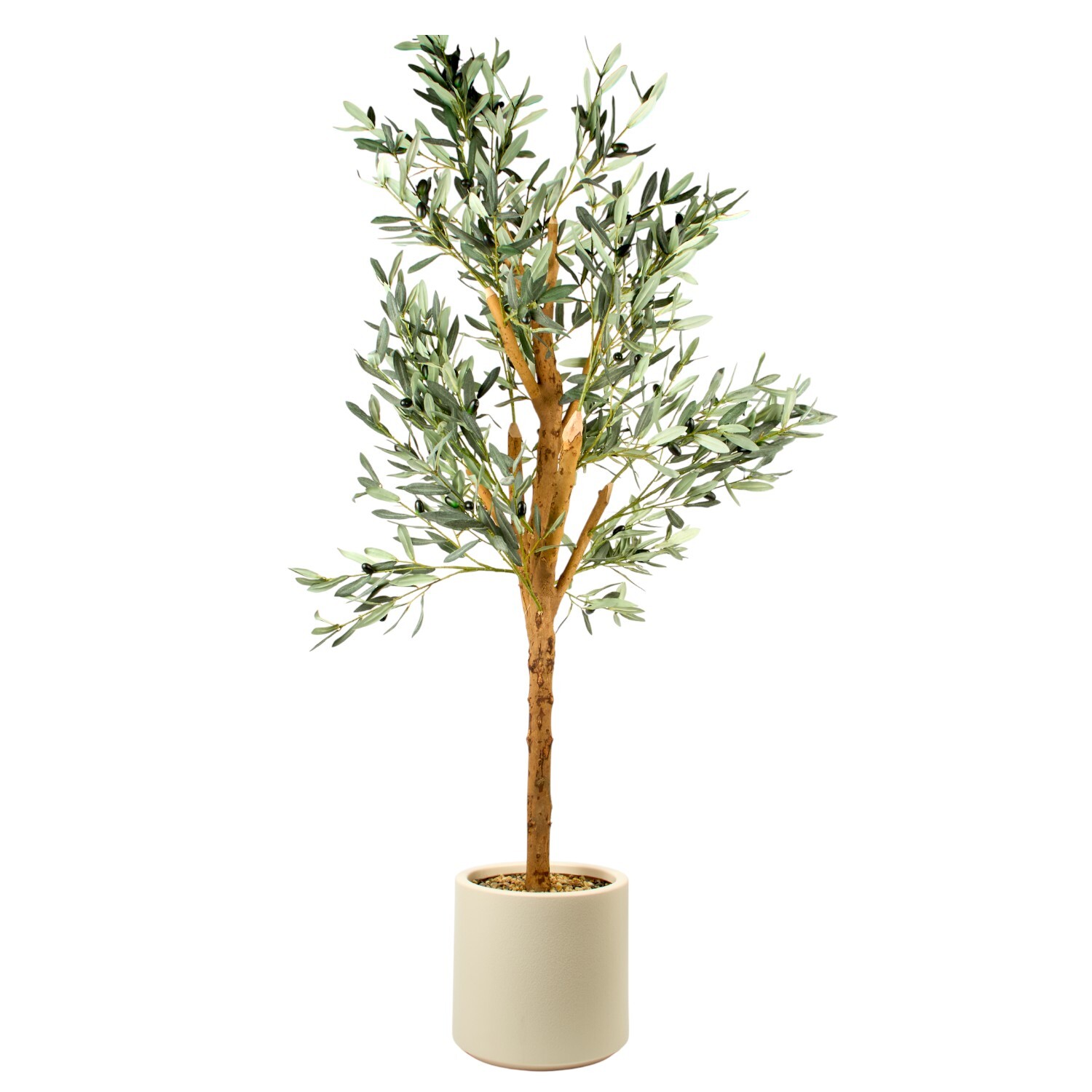 Olive Tree in Pot Image 1