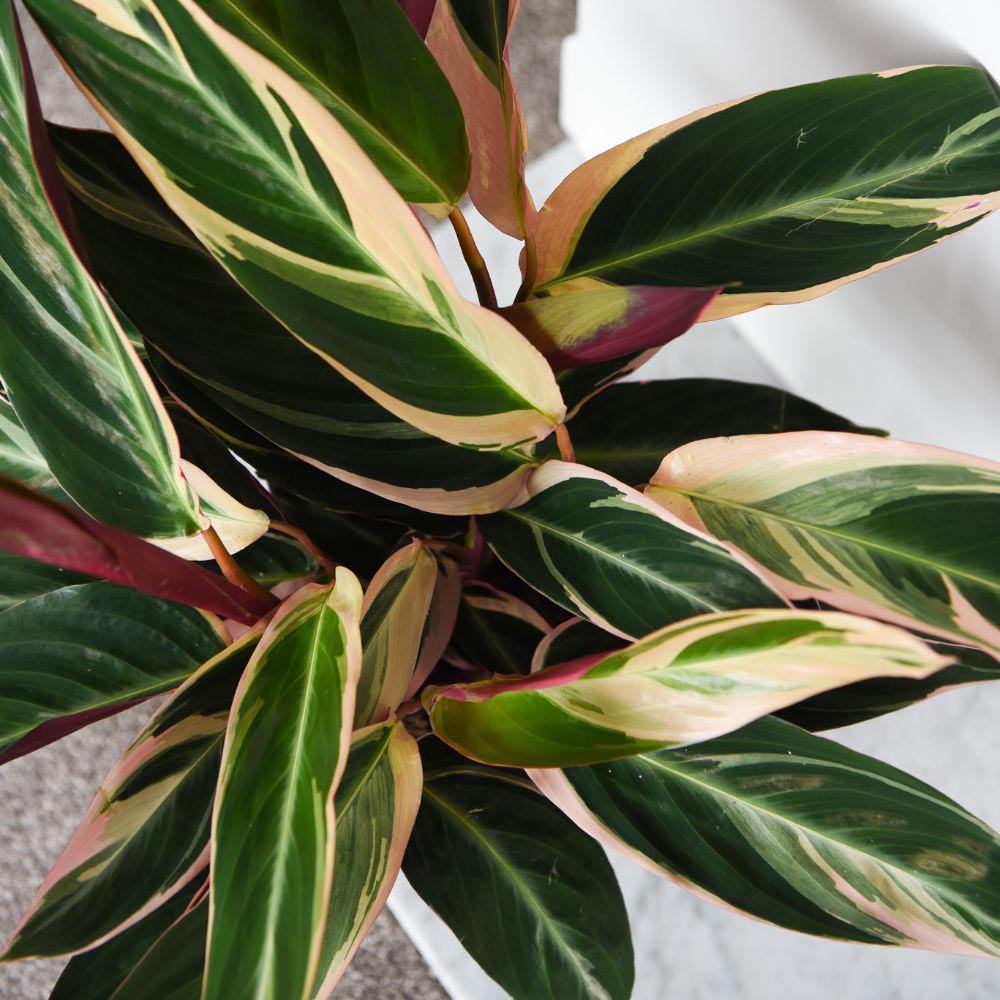 Thompson and Morgan Stromanthe Sanguinea Triostar Plant in Pot 14cm Image 2