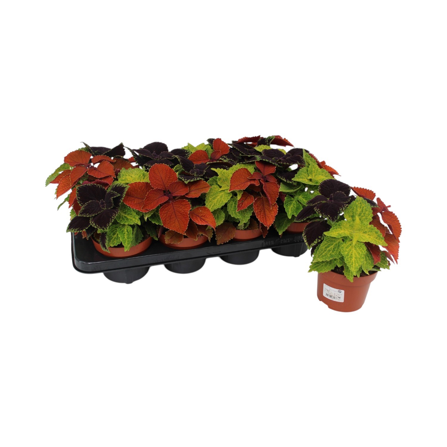 Bedding Coleus Plant Image