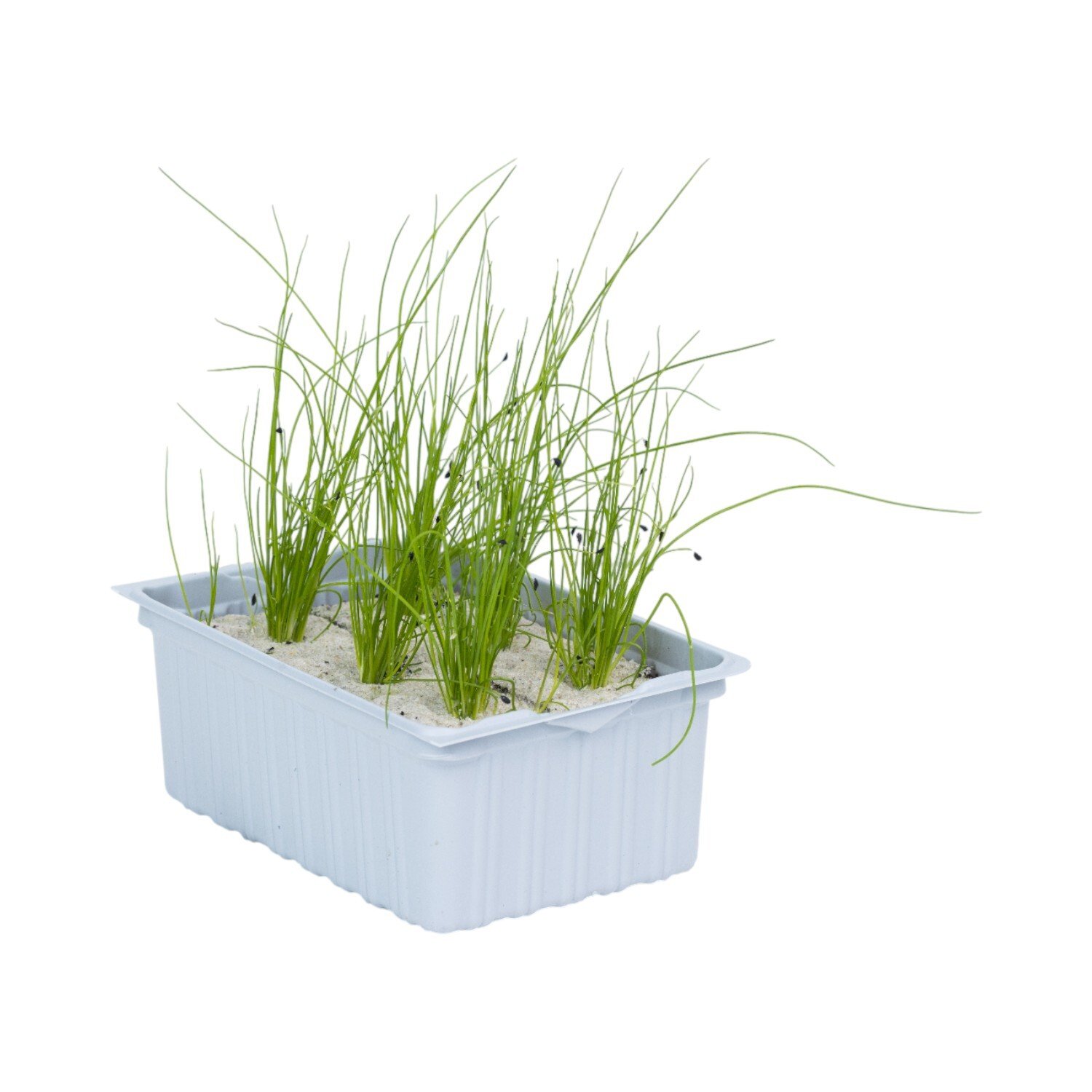 Pack of 6 Chives Plants Image