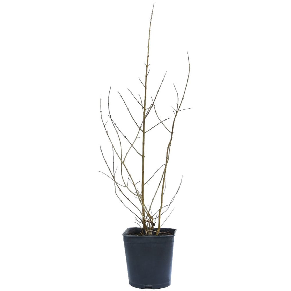 Thompson and Morgan Pomegranate Granatum Var Nana Mini Stem Plant Pot 20cm 2 Pack Image 2
