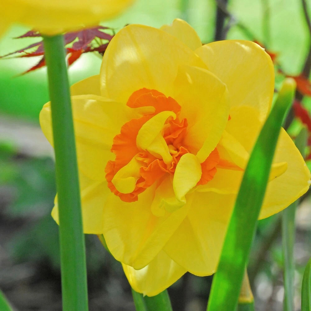 Thompson and Morgan Daffodil Raffles Spring Planting Bulb 16 Pack Image 5
