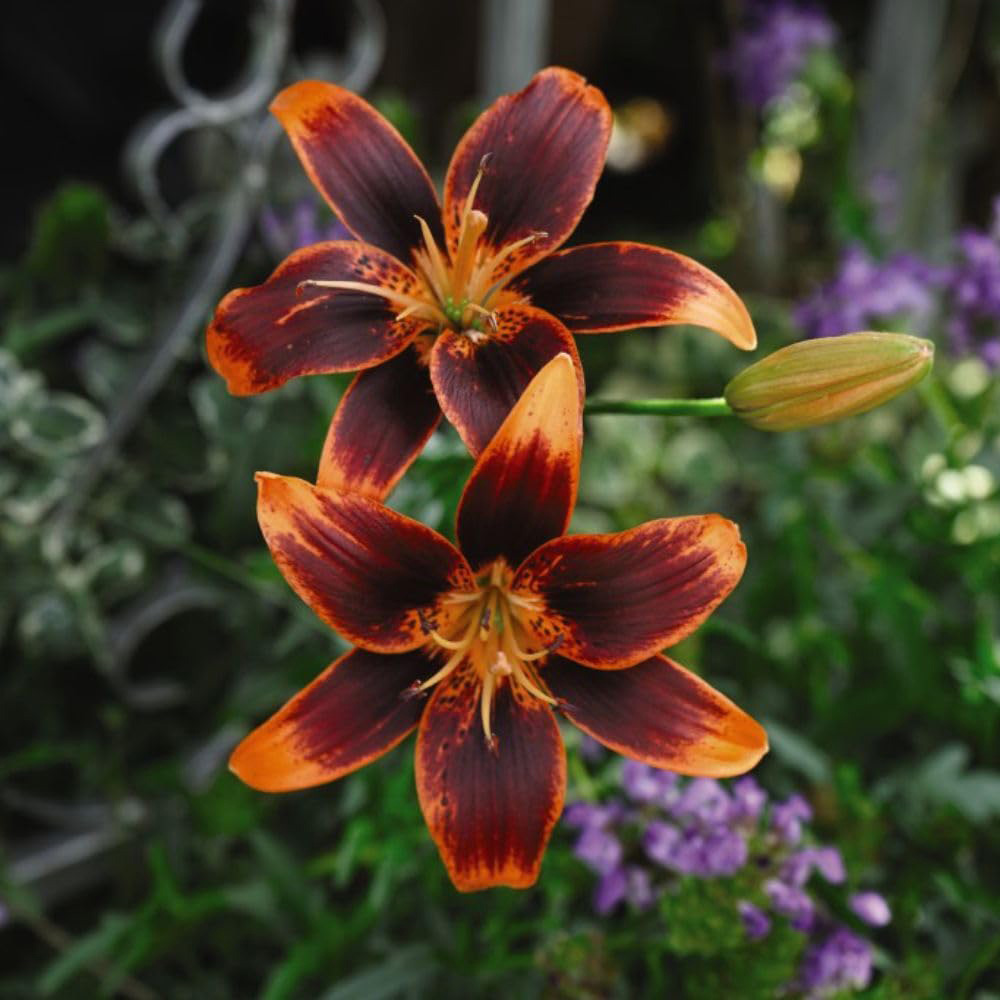 Thompson and Morgan Lily Forever Susan Planting Bulb 5 Pack Image 7