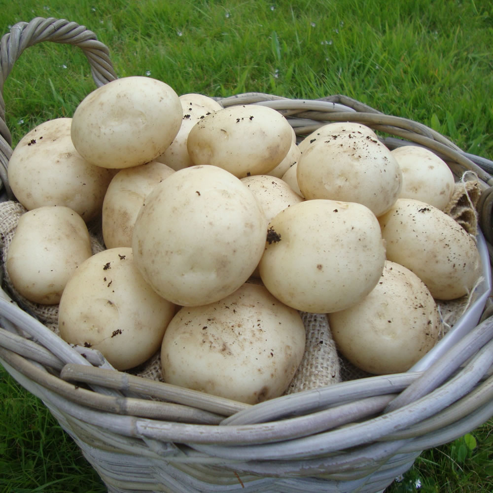 Wilko First Early Pentland Javelin Seed Potatoes 4kg Image