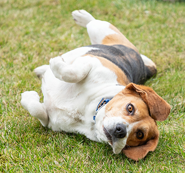 How to level a lumpy lawn
