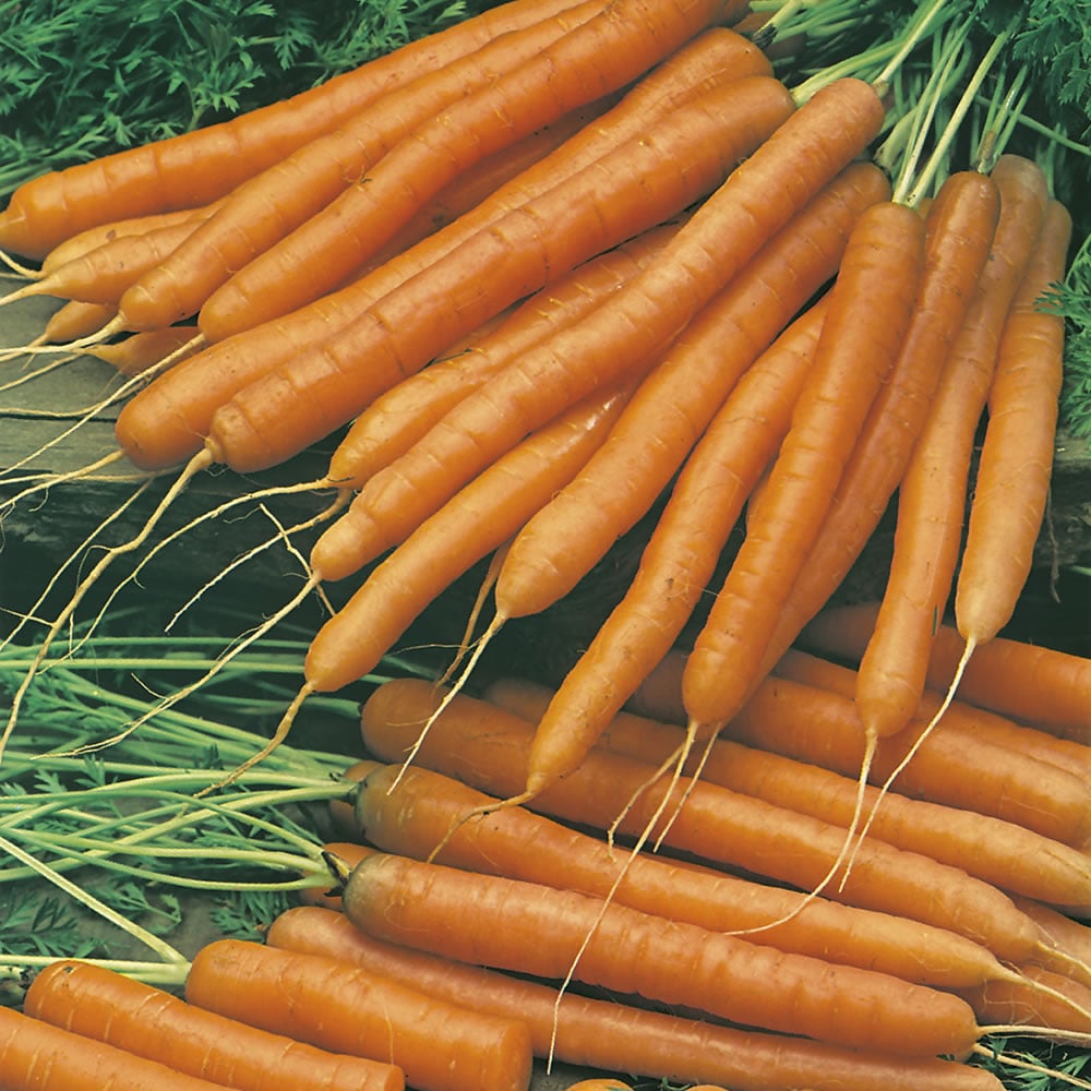 Wilko Carrot Amsterdam (Solo) Seeds Image 1