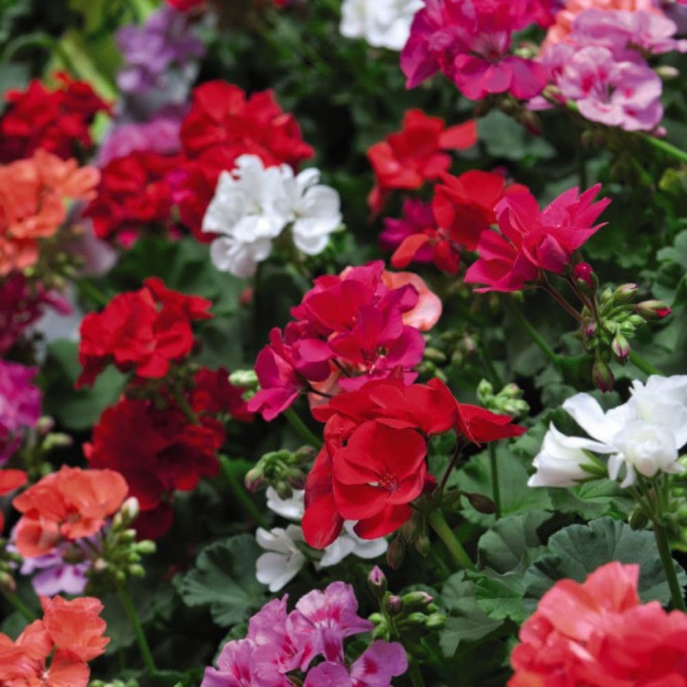 Thompson and Morgan Bumper Collection Garden Ready Plant 180 Image 8