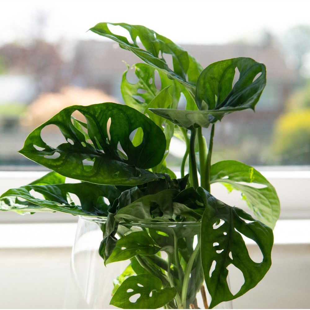 Thompson and Morgan Monstera Adansonii Plant Pot 10.5cm Image 1