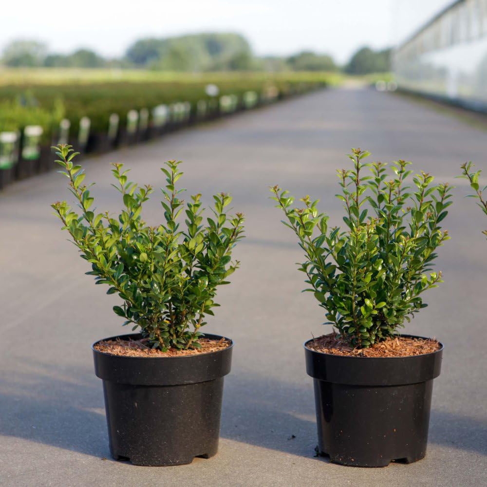 Thompson and Morgan Ilex Holly Crenata Caroline Upright Plant Pot 3L Image 2