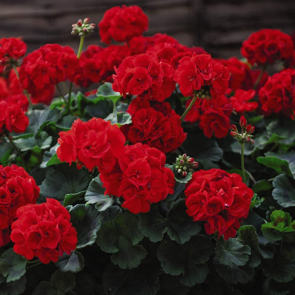 Thompson and Morgan Geranium Best Red Garden Ready Plant 15 Pack Image 2