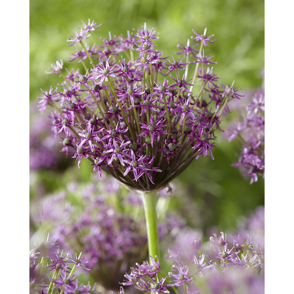 Wilko Autumn Bulbs Allium Miami 5pk Wilko