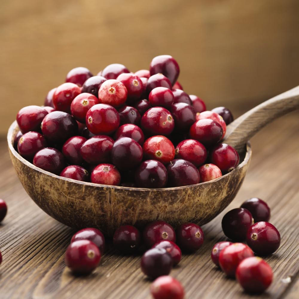 Thompson and Morgan Cranberry Vaccinium Macro Pilgrim Potted Plant 9cm 2 Pack Image 5