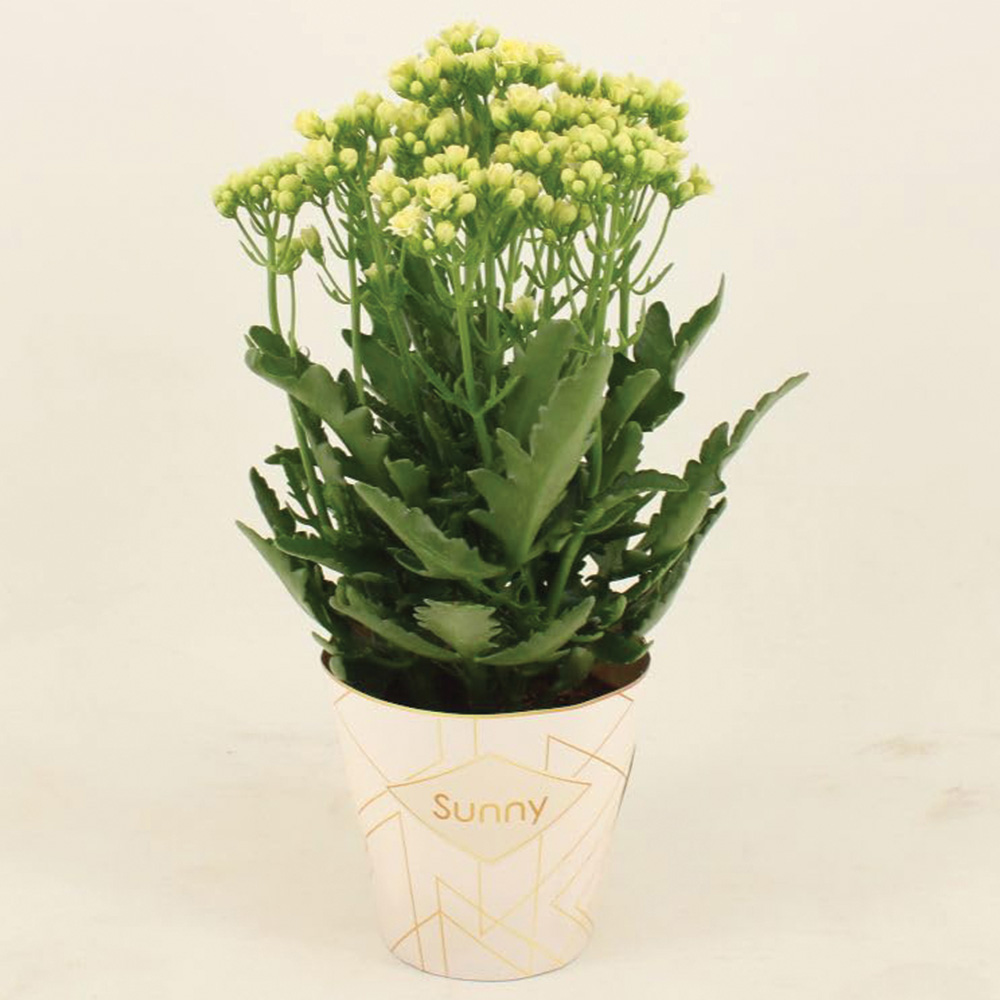 Thompson & Morgan White Kalanchoe Sunny Plant Pot 14cm 2 Pack Image 2