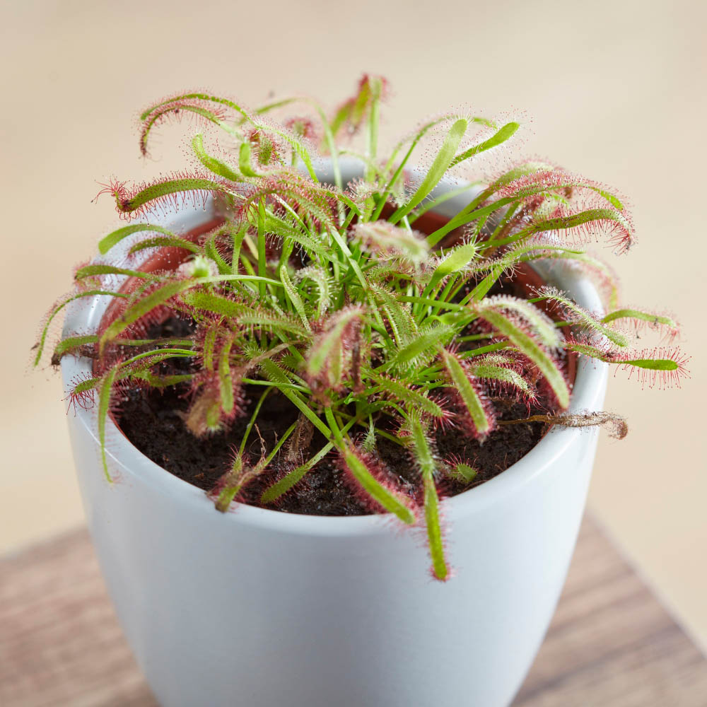 Thompson and Morgan Drosera Capensis Plant Pot 9cm Image 3