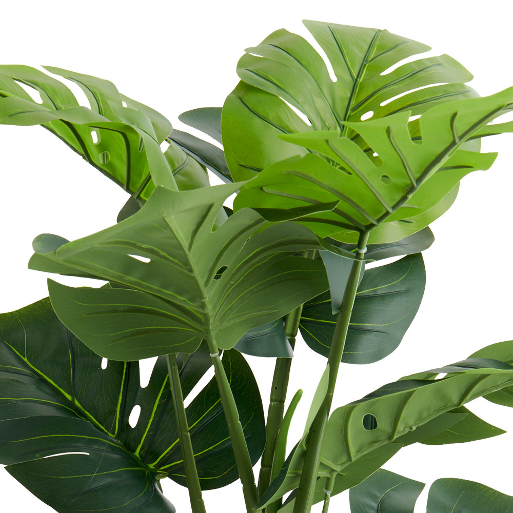 Wilko Large Cheese Plant In Pot Wilko