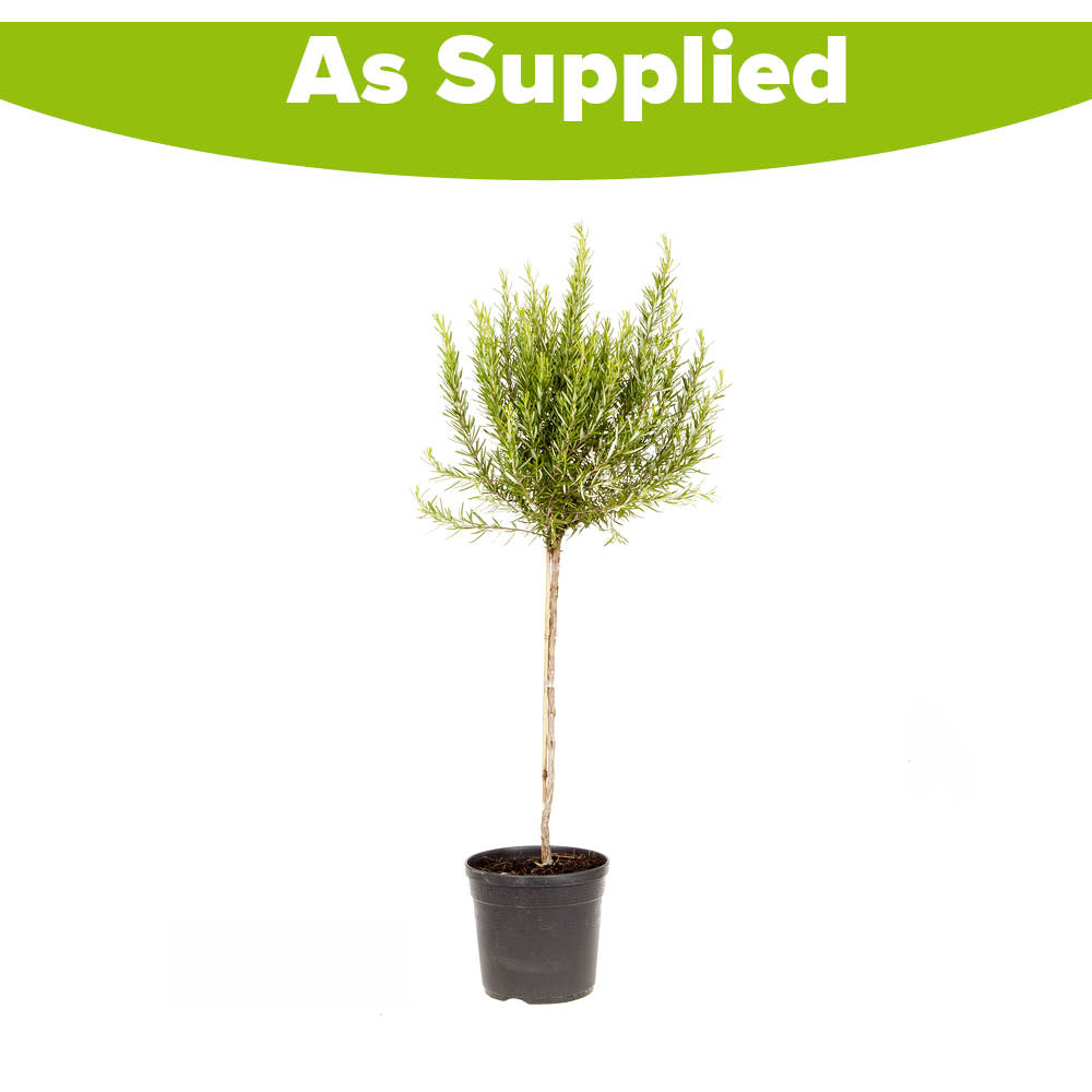 YouGarden Standard Purple Rosemary Tree Plant Pot 3L Image 4