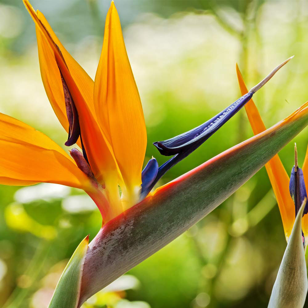 Thompson and Morgan Bird Of Paradise Plant Pot 13cm 2 Pack Image 4