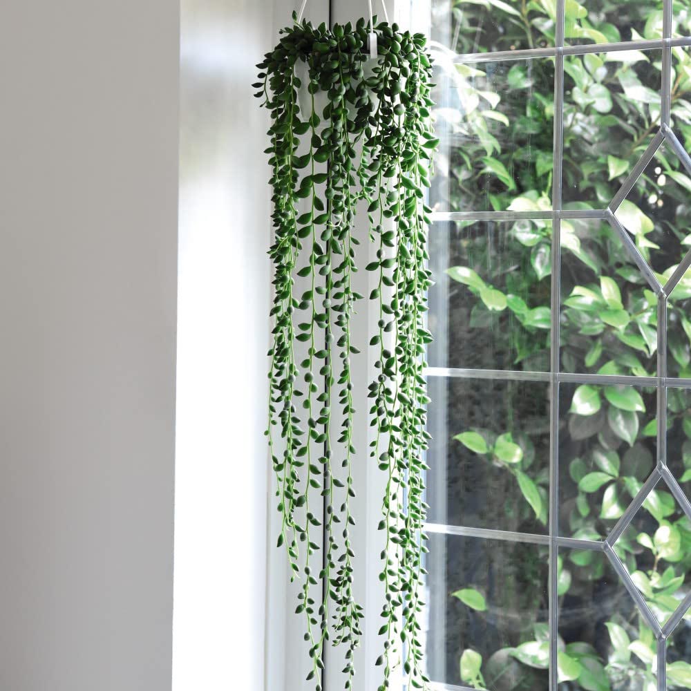 Thompson and Morgan Senecio String of Teardrops Plant in Pot 11cm 3 Pack Image 3