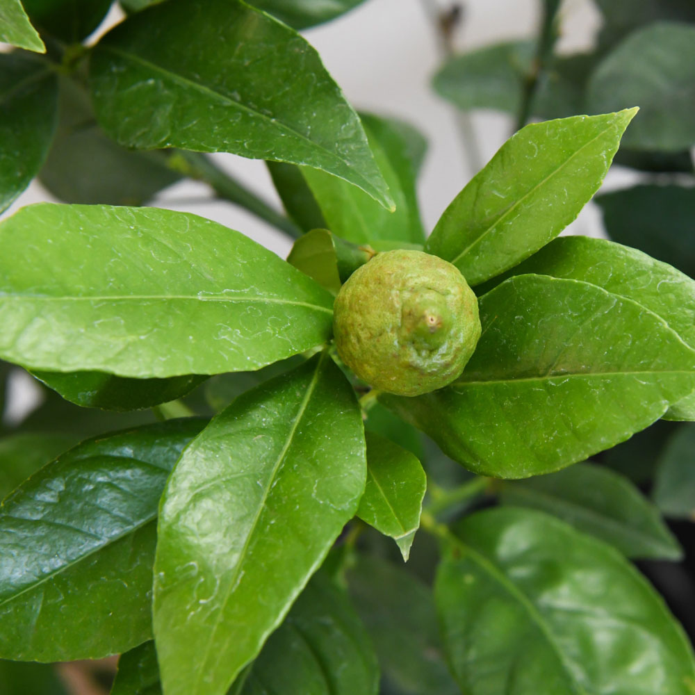 Thompson and Morgan Citrus Tree Limequat Plant Pot 3L Image 1