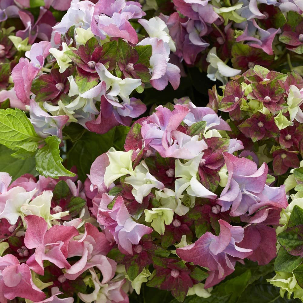 Thompson and Morgan Hydrangea Lady Mata Hari Pink Plant Pot 2L Image 5