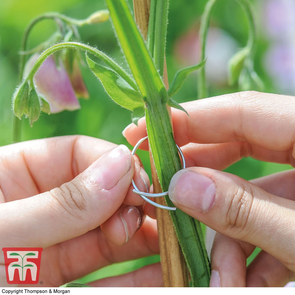 Thompson and Morgan Garden Essentials Sweet Pea Support Ring Image 4