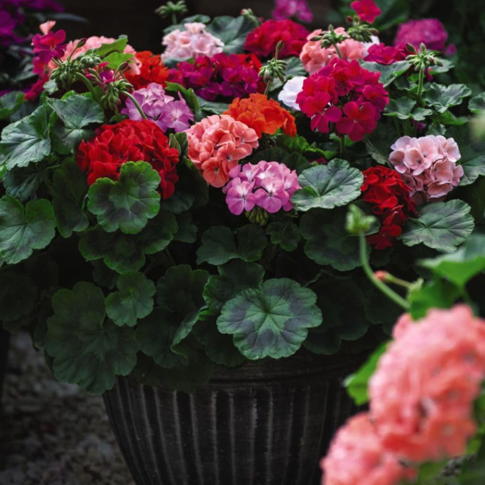 Thompson and Morgan Container Collection Garden Ready Plant 60 Pack Image 5