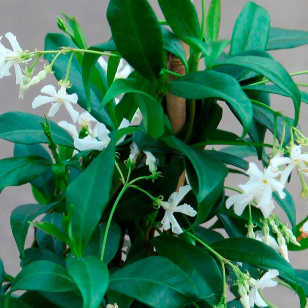 Thompson and Morgan Trachelospermum Jasminoides Plant Pot 2L 2 Pack Image 4