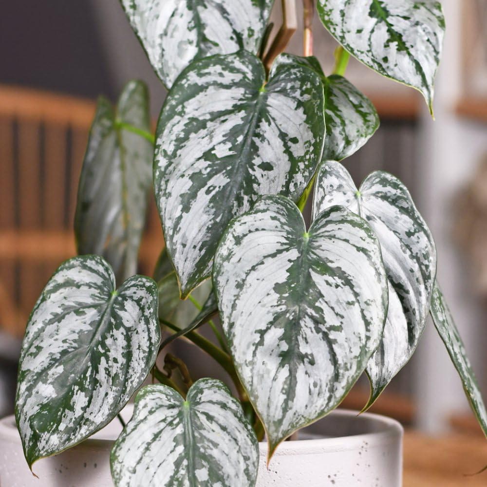 Thompson and Morgan Philodendron Brandtianum Brandi Plant Pot 11cm Image 1