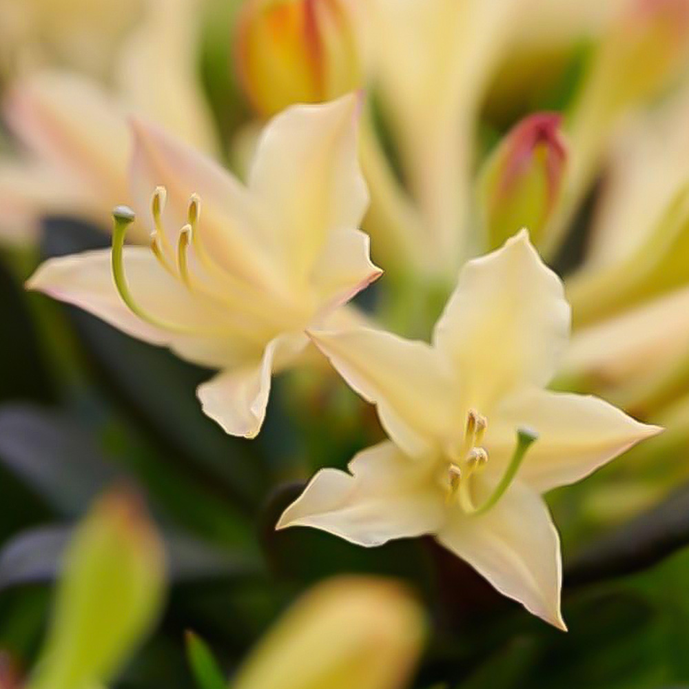 Thompson and Morgan Azalea mollis Parfumollis Yellow Plant Pot 19cm Image 1