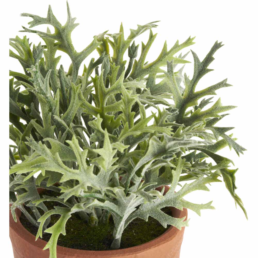 Wilko Assorted Herbs Plant Wilko