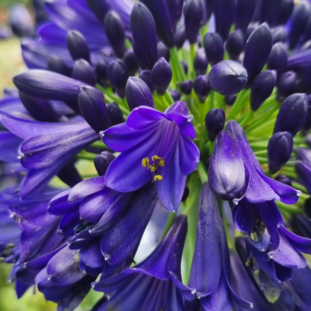 Thompson and Morgan Agapanthus Midnight Sky Plant Pot 9cm Image 3