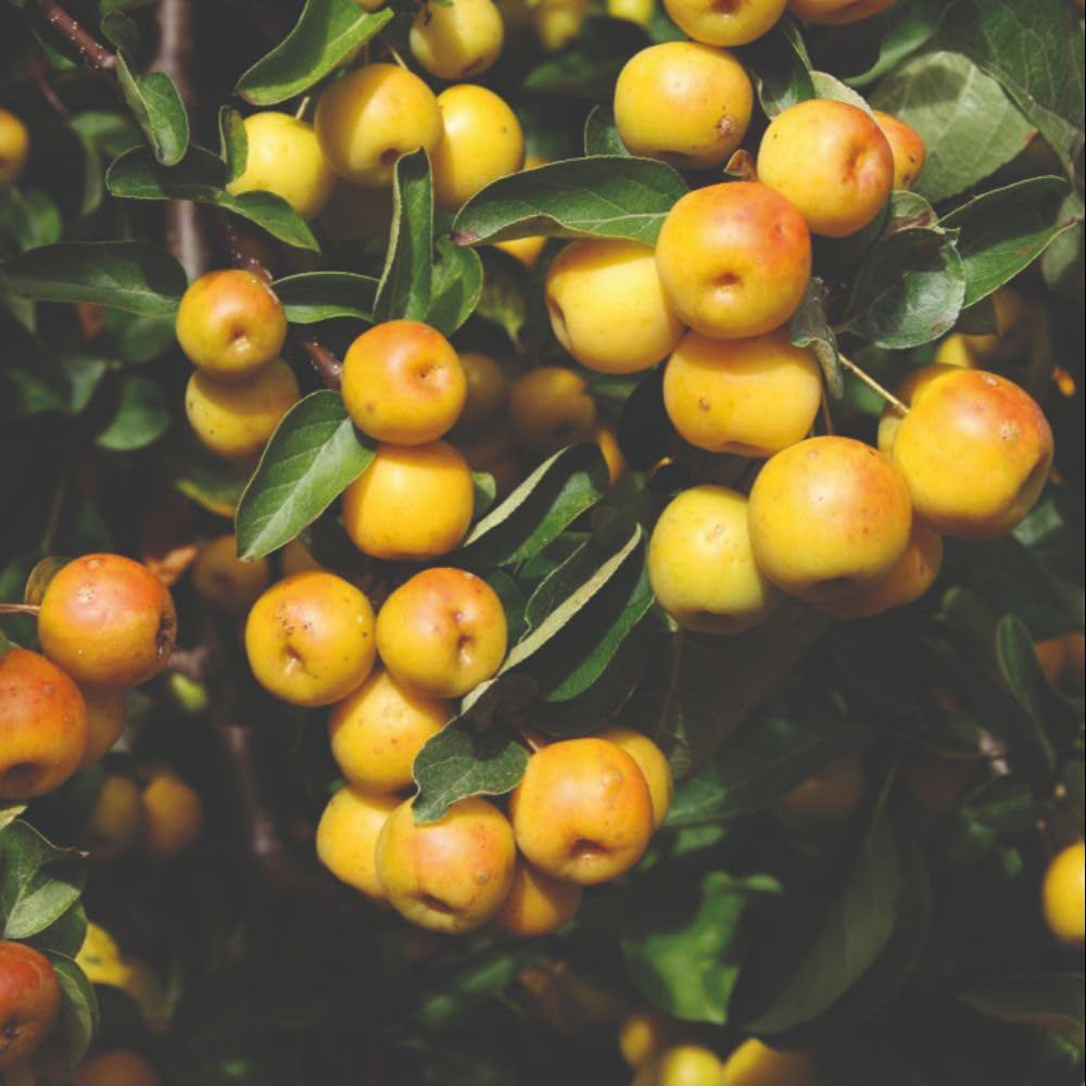 Thompson and Morgan Malus Crab Apple Butterball MM106 Rootstock Bare Root Tree 2 Pack Image 2