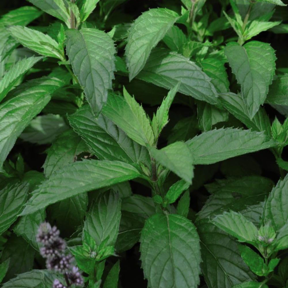Thompson and Morgan Herb Garden Mint Plant Pot 1L 3 Pack Image 4
