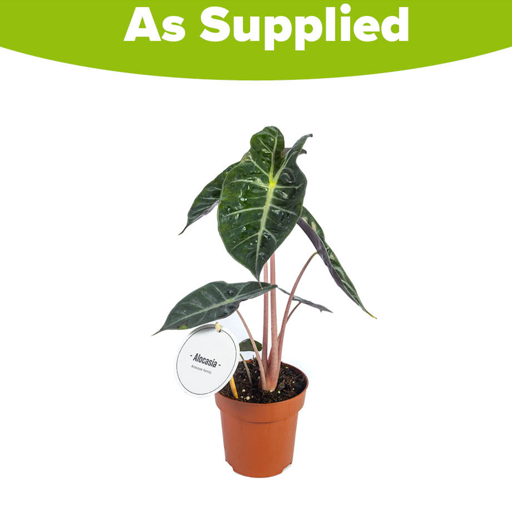 YouGarden Pink Elephant Ear Alocasia Pink Dragon Plant Pot 12cm Image 3