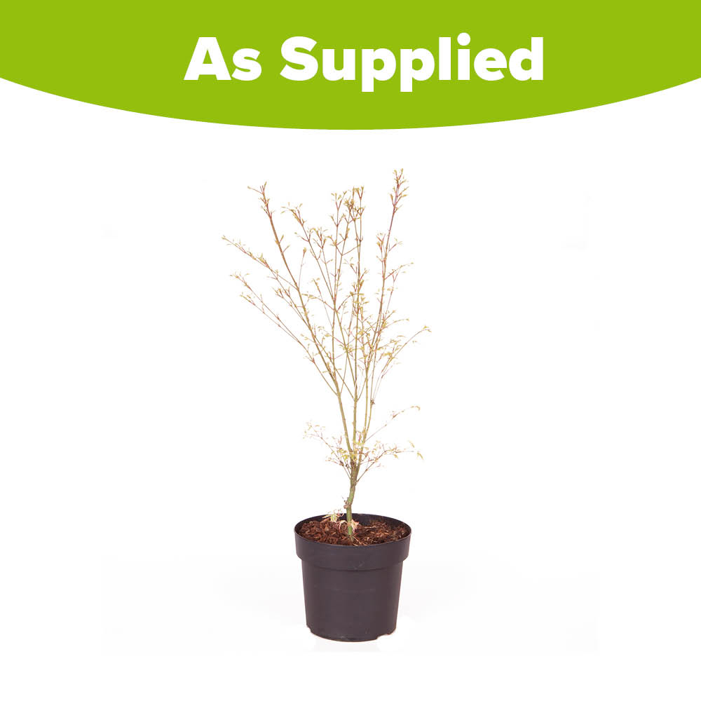 YouGarden Acer Palmatum Emerald Lace Plant Pot 10.5cm Image 3