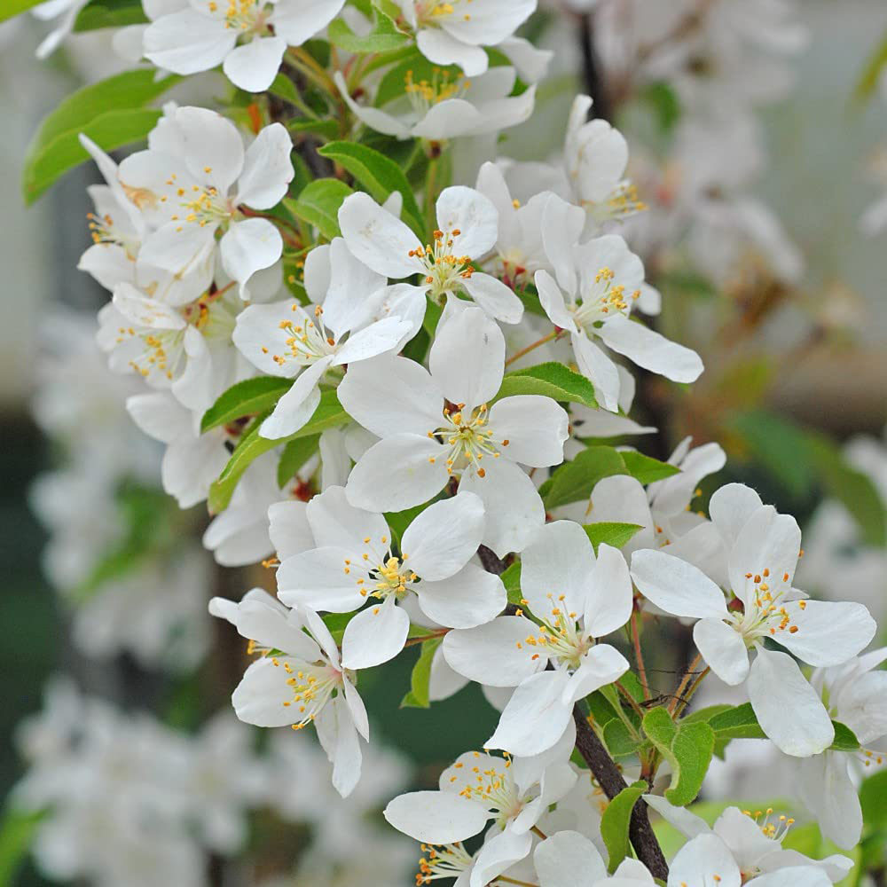 Thompson and Morgan Malus Crab Apple Sugar Tyme Plant Pot 12L Image 2